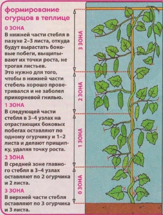 Какую рассаду огурцов можно высаживать в открытый грунт фото